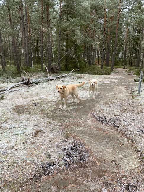 Stockholm: Dog Walk in Nature Reserve with Swedish Fika - Key details at a glance