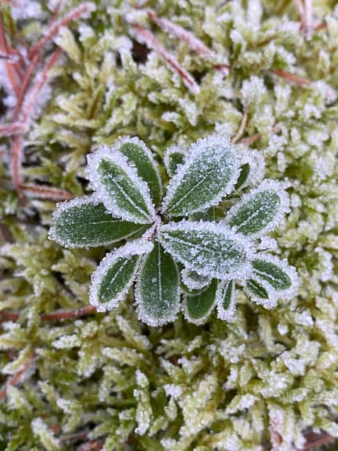 Stockholm: Dog Walk in Nature Reserve with Swedish Fika - A forest outing with dogs, moss, and fika