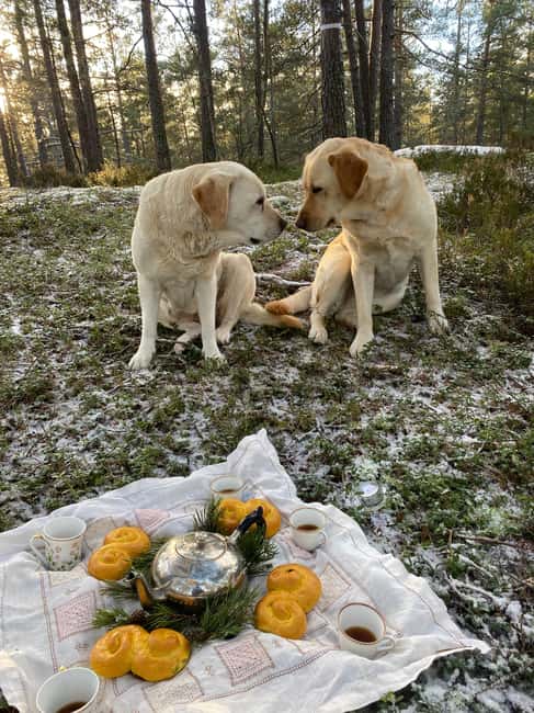 Stockholm: Dog Walk in Nature Reserve with Swedish Fika - A 1700s barn and fields shaped by people