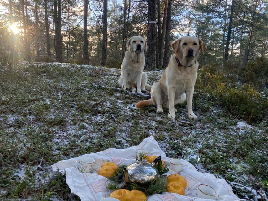 Stockholm: Dog Walk in Nature Reserve with Swedish Fika - Fika by the trees or water