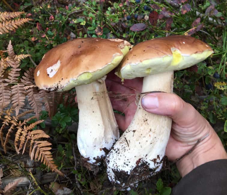 Stockholm: Dog Walk in Nature Reserve with Swedish Fika - What the $65 price gives you