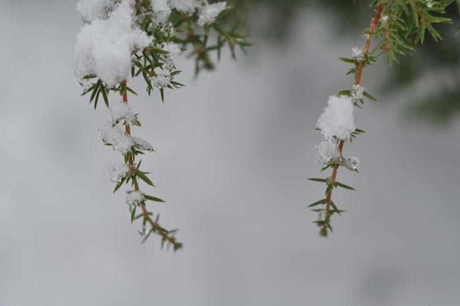 Stockholm: Dog Walk in Nature Reserve with Swedish Fika - Timing, clothing, and physical demands