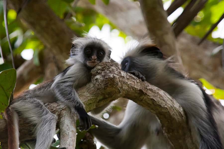 Stone Town: Jozani Chwaka Bay National Park Half-Day Tour - Key points to know before booking