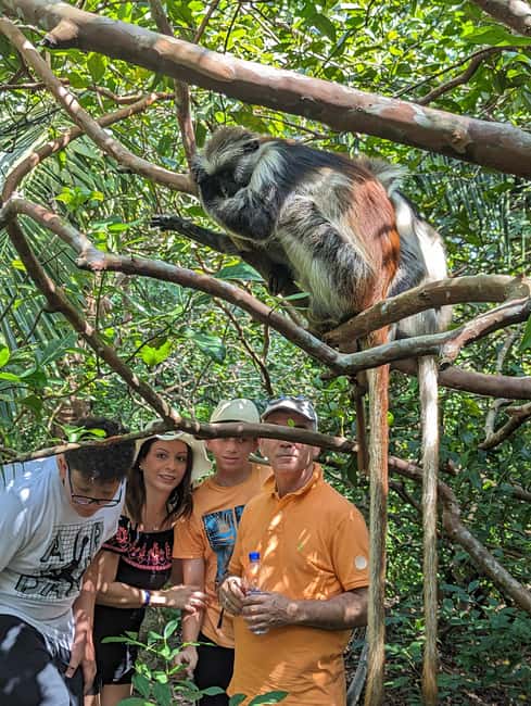 Stone Town: Jozani Chwaka Bay National Park Half-Day Tour - Mangroves add a different side of the park