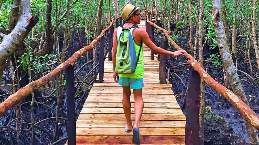 Stone Town: Jozani Chwaka Bay National Park Half-Day Tour - Searching for Zanzibar’s red colobus monkeys