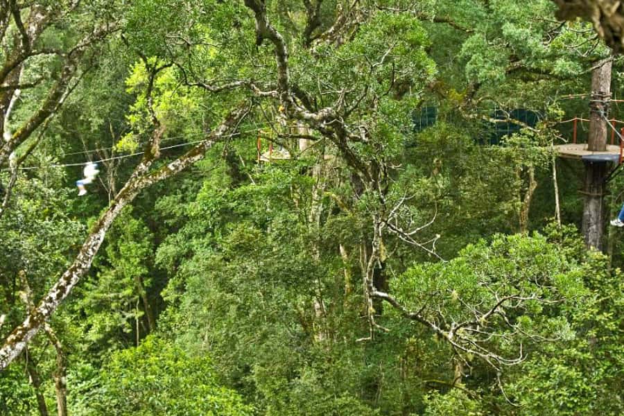 Storms River: Tsitsikamma National Park Zipline Canopy Tour - Ten platforms, repeated flights, and forest pauses