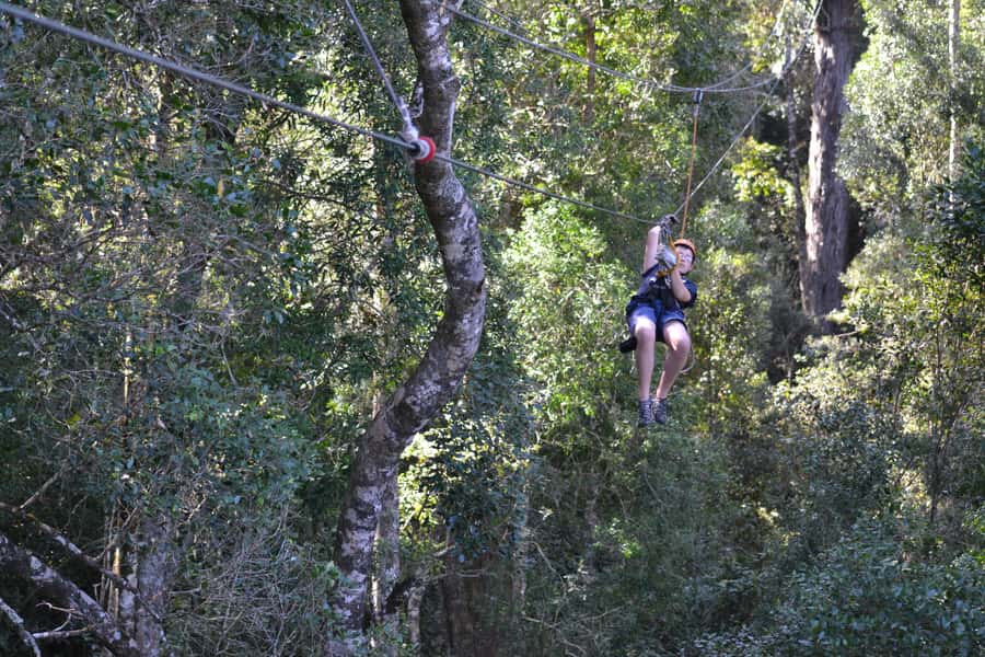 Storms River: Tsitsikamma National Park Zipline Canopy Tour - Look down for tree ferns, then look outward for birds
