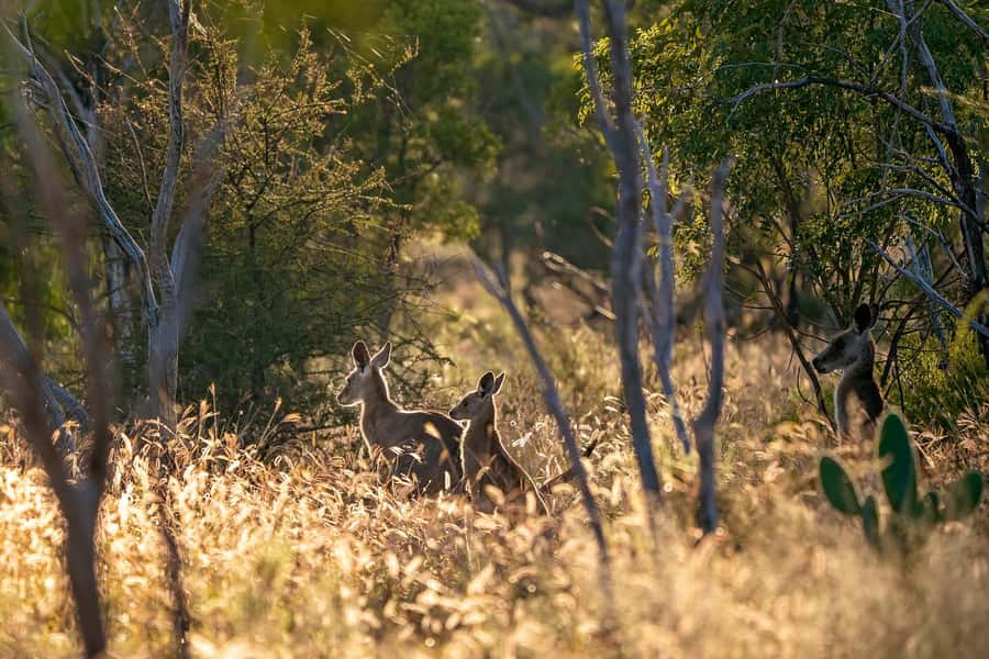 Sydney: Blue Mountains Kangaroos, Wilderness and Sunset Tour - Key things to know