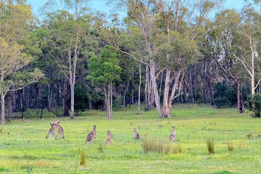 Sydney: Blue Mountains Kangaroos, Wilderness and Sunset Tour - Leura, Cliff Drive, and Katoomba