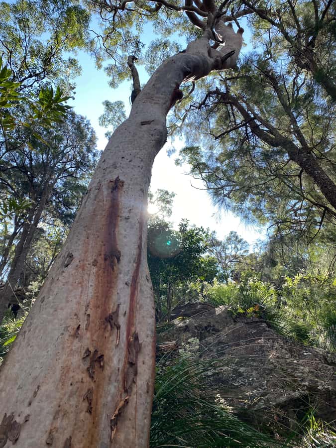 Sydney: Ku-ring-gai National Park with swim and picnic - Why Ku-ring-gai Chase makes a fine Sydney escape