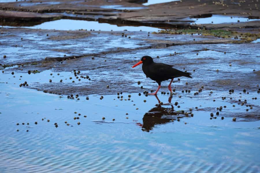 Sydney: Royal National Park private day tour - Symbio Wildlife Park is worth considering