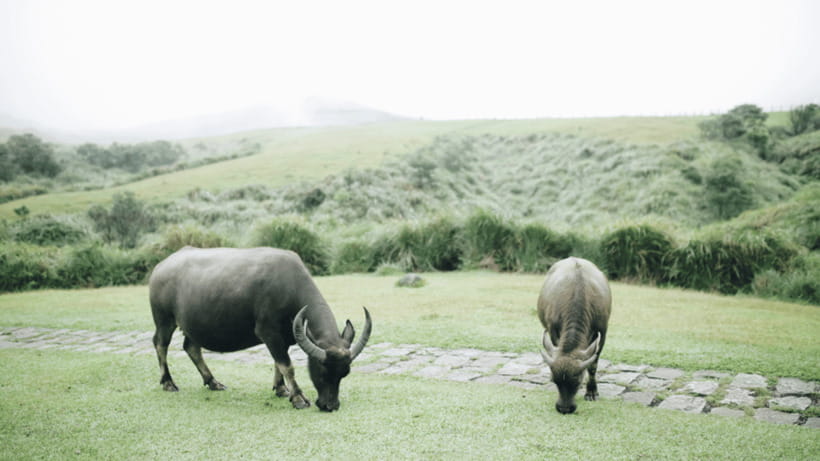 Taipei: Yangmingshan National Park Half-Day Tour - Walking, weather, and physical effort
