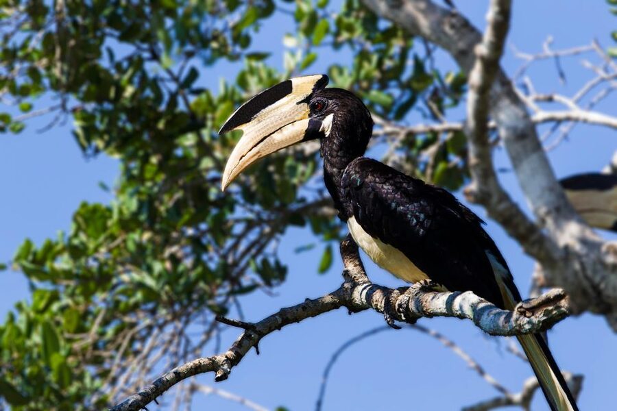 Tangalle/Hiriketiya: Yala National Park Safari - Practical details that shape the day