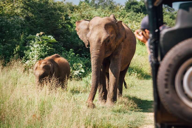 Tangalle/Hiriketiya: Yala National Park Safari in a 4x4 - The guide makes the difference