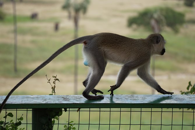 Tarangire National Park - Baobabs, acacias, and the Tarangire River