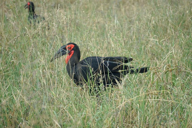 Tarangire National Park - Wildlife to watch for during the game drive