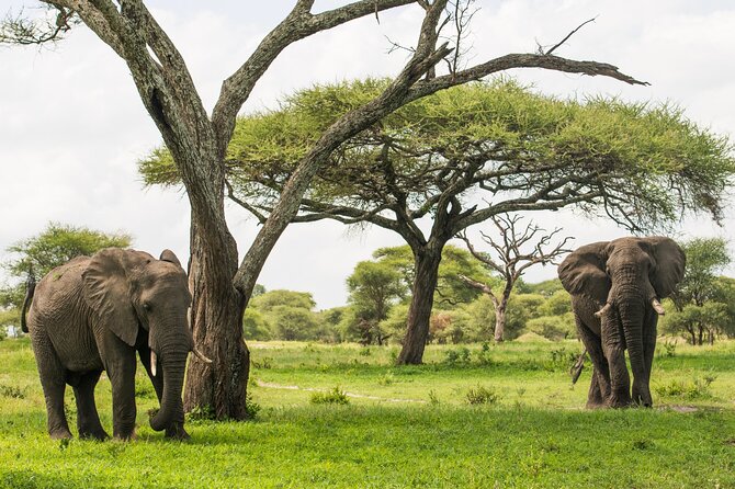 Tarangire National Park and Maasai Village Safari Tour - Why this Tarangire and Maasai combination works