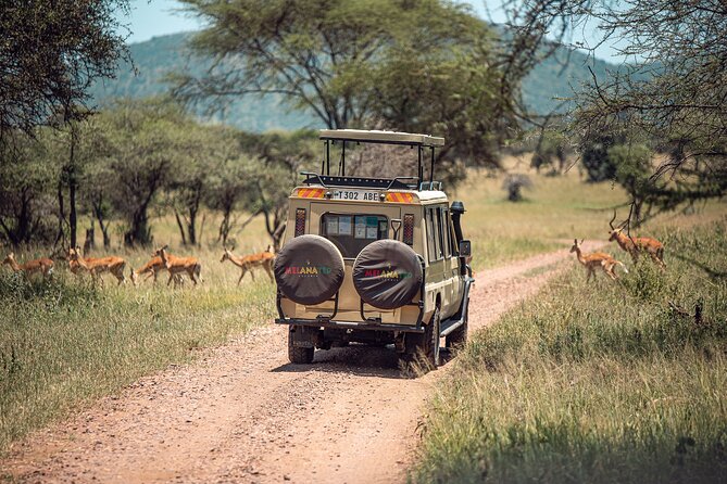 Tarangire National Park and Maasai Village Safari Tour - What to expect at the Mbuyuni Maasai village