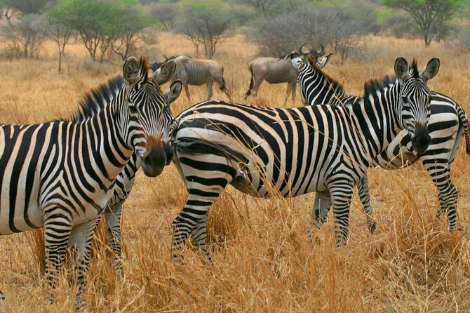 Tarangire National Park and Maasai Village Safari Tour - Is $330 per person fair value?