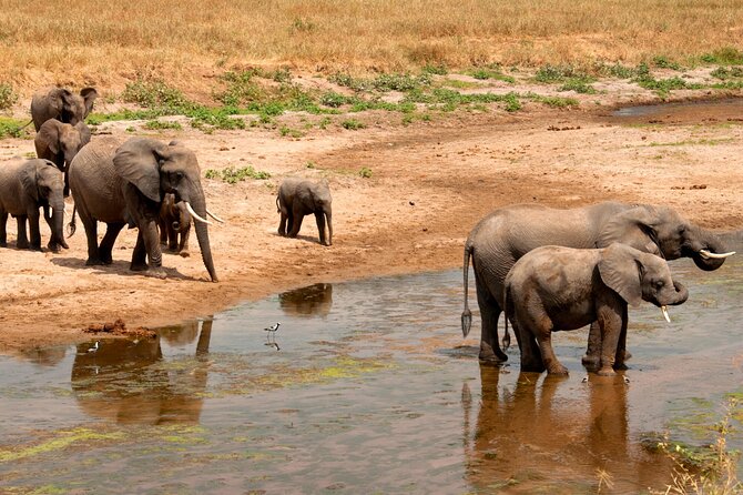 Tarangire National Park and Maasai Village Safari Tour - Who will get the most from this day