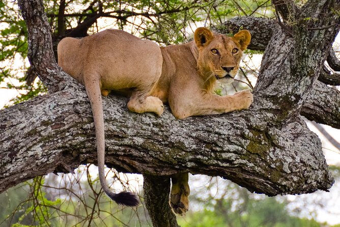 Tarangire National Park and Maasai Village Safari Tour - Should you book this Tarangire day trip?