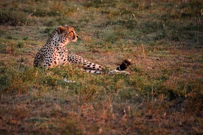 Tarangire National Park Day Trip - What the private format is worth at $350