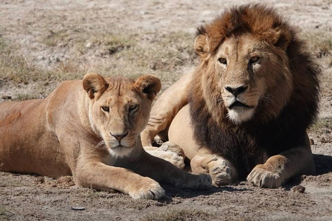 Tarangire National Park: Guided Day Tour from Arusha - The afternoon drive and return to Arusha