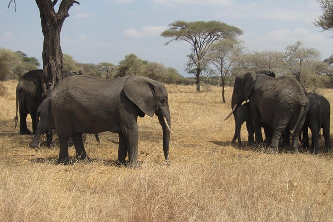 Tarangire National Park: Guided Day Tour from Arusha - Morning game viewing beneath the baobabs
