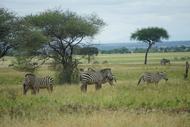 Tarangire National Park - At Tarangire’s gate and inside the 4WD