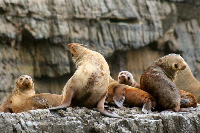 Tasman Peninsula Wilderness Cruise from Port Arthur - Why this cruise is the best way to see the Tasman coast