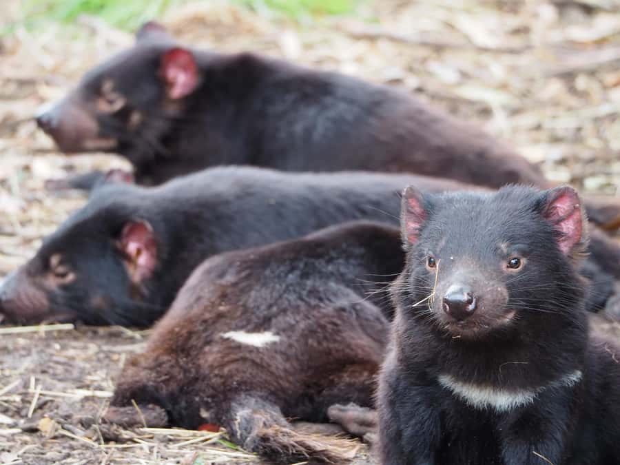 Tasmania: 6-Day Comfort Tour for Wilderness and Wildlife - Day 4: Launceston to the Bay of Fires