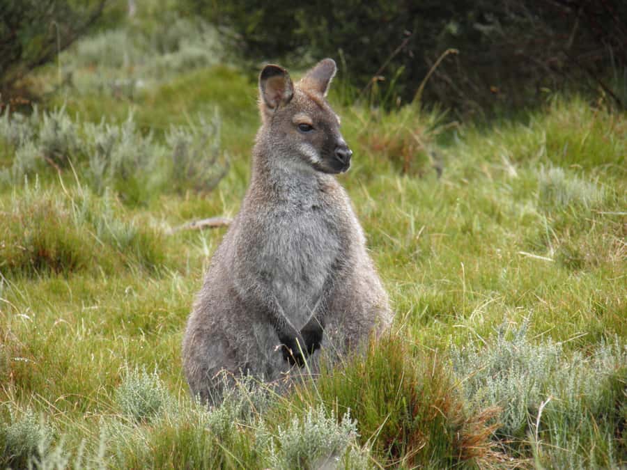 Tasmania: Wilderness and Wildlife Guided 6-Day Tour - Day 4: Cataract Gorge, St Helens, and the Bay of Fires