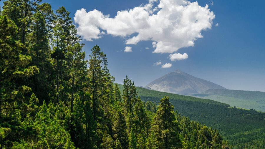 Teide National Park: Landscapes and Viewpoints Private Tour - Zapato de la Reina and the park’s unusual shapes