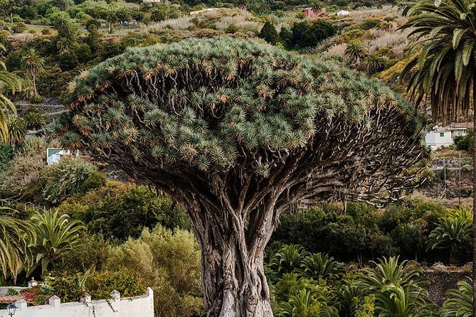 Tenerife Grand Tour: including Teide National Park and Masca - Guides, languages and the quality of the commentary