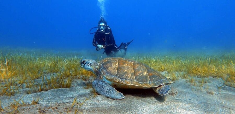 Tenerife: Scuba Diving Lesson and Abades Protected Area Dive - Getting ready with the right equipment