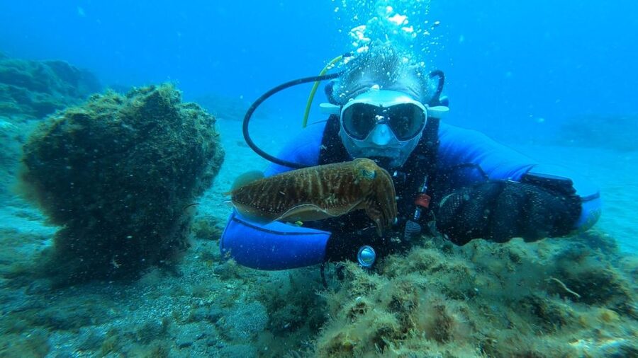 Tenerife: Scuba Diving Lesson and Abades Protected Area Dive - How the three-hour schedule feels