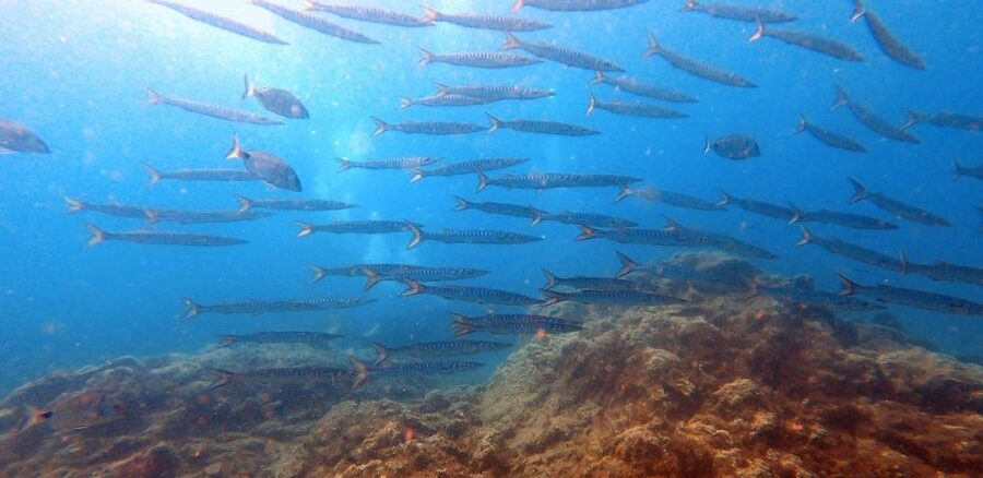 Tenerife: Scuba Diving Lesson and Abades Protected Area Dive - Is the $88 price good value?