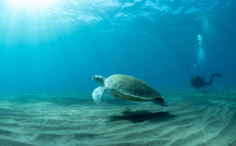 Tenerife: Scuba Diving Lesson and Abades Protected Area Dive - The 30-minute briefing before entering the water