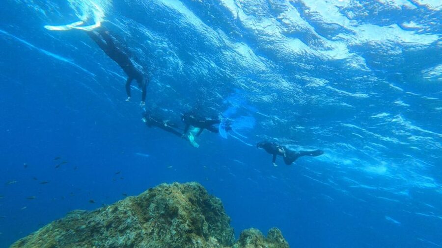Tenerife: Snorkeling Tour in a Marine Protected Area - Who will enjoy this most?