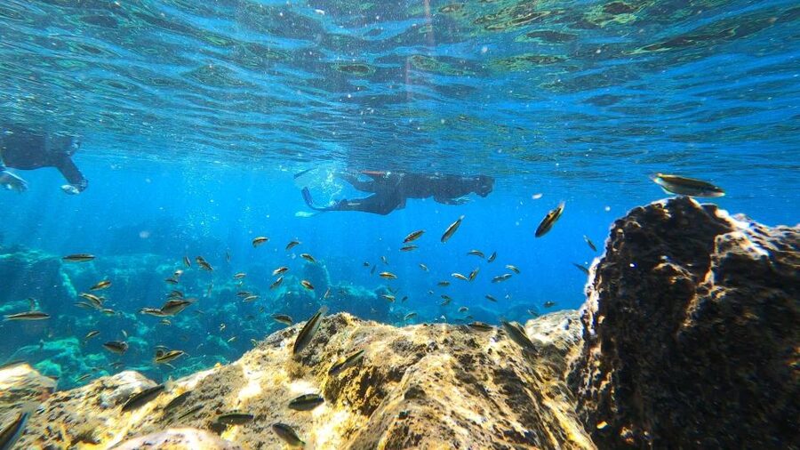 Tenerife: Snorkeling Tour in a Marine Protected Area - Wildlife rules make the encounter better