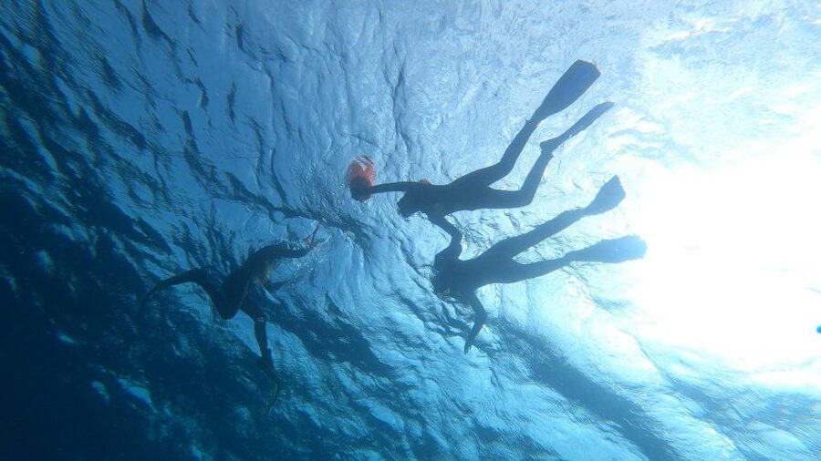 Tenerife: Snorkeling Tour in a Marine Protected Area - Free photos and videos, with one small tradeoff