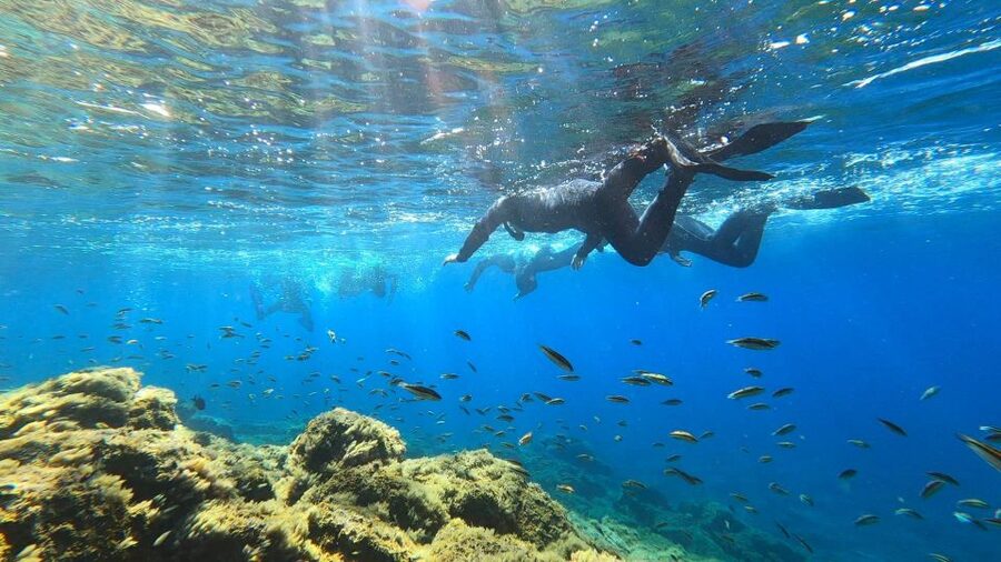 Tenerife: Snorkeling Tour in a Marine Protected Area - Is $45 a fair price?