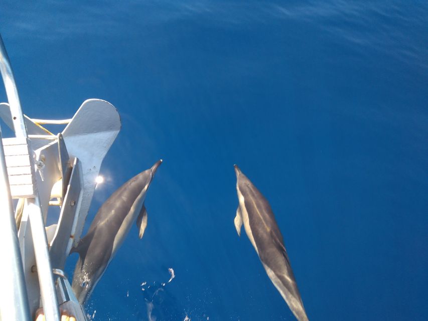 Tenerife: Teide National Park and Dolphins Sailboat Tour - Practical packing and planning advice