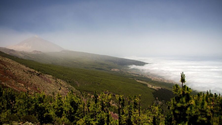 Tenerife: Teide National Park and Dolphins Sailboat Tour - Dolphins, pilot whales, and the value of open-water viewing