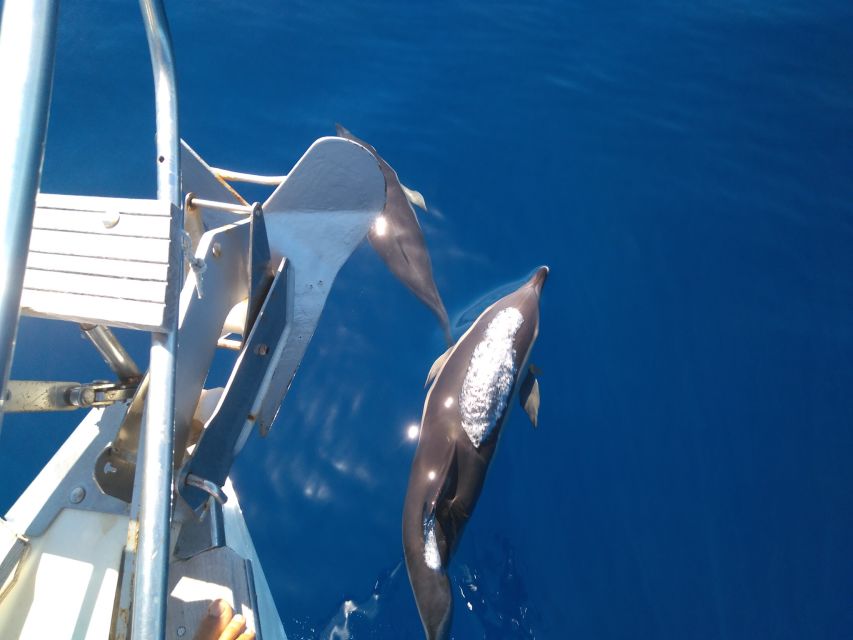 Tenerife: Teide National Park and Dolphins Sailboat Tour - Is $218 a fair price?