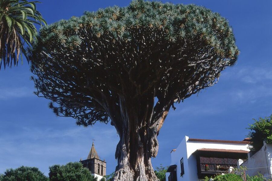Tenerife: Teide National Park Full-Day Tour with Pickup - One day, four very different Tenerifes