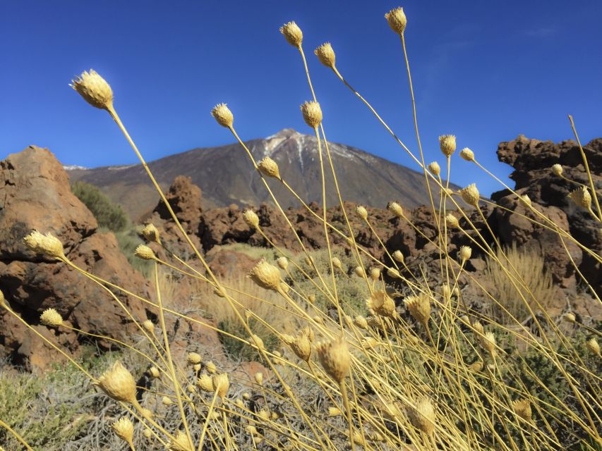 Tenerife: Teide National Park & Teno Rural Park Private Tour - What a private guide adds