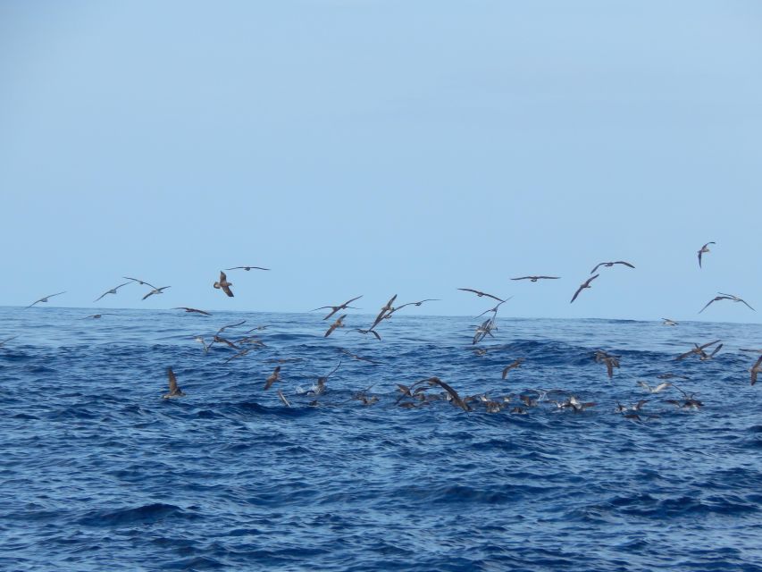 Terceira Island: Ilhéus Cabras Boat Tour | Protected Area - Key points to know before you go