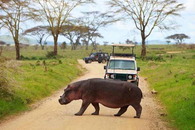 The Admirable Mikumi National Park - 2 Days - Key points to know before booking