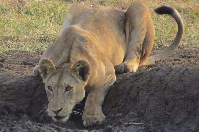 The Admirable Mikumi National Park - 2 Days - Day two: a morning search for lions, elephants, and buffalo